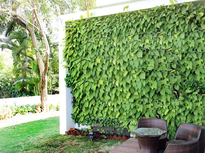 Living walls for indoor & outdoor