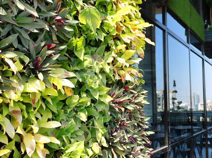 Green-Wall